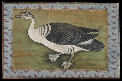 A Comb Duck, Painting, late 18th century by Mughal School